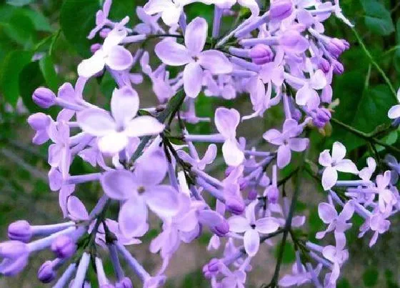 花语|什么花的花语是初恋