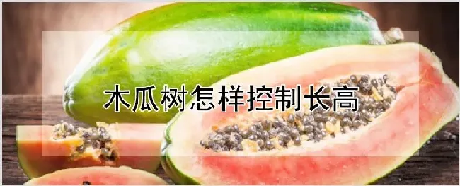 木瓜树怎样控制长高 | 种植技术