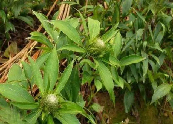 种植方法|白术种植时间和方法