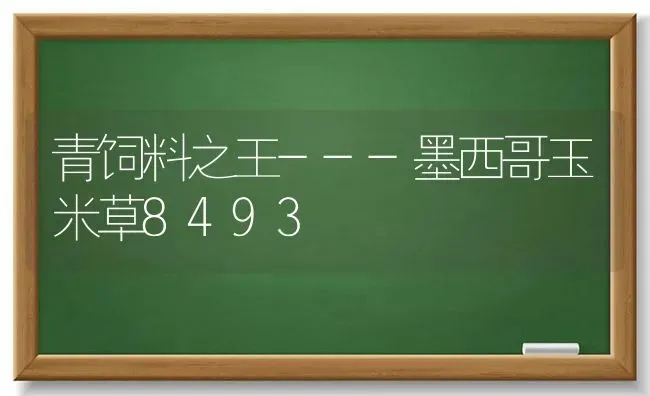 青饲料之王---墨西哥玉米草8493 | 粮油作物种植