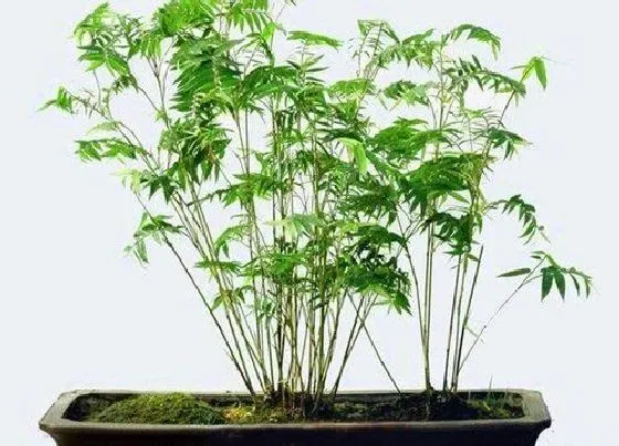 植物种类|竹子类盆栽有哪些品种 竹子盆景有什么品种