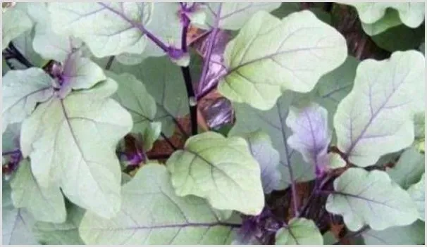 夏季茄子常见虫害的防治方法 | 耕种资料