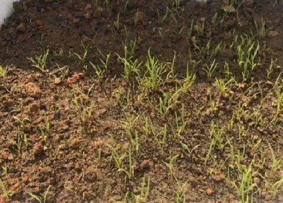 植物育苗|胡萝卜几天出苗 怎么种出苗快