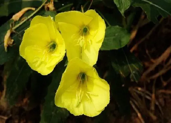 植物播种|夜来香种子怎么种植