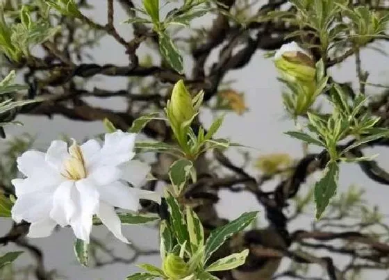 花之最|栀子花有几个品种和图片 哪种栀子花最香好养