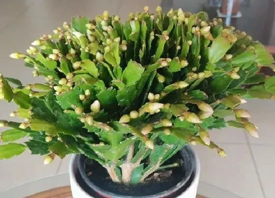 植物施肥|蟹爪兰花蕾期施什么肥，蟹爪兰花期追肥施肥与养护方法）