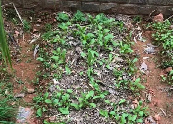 植物育苗|生菜几天出苗 播种到发芽出苗时间