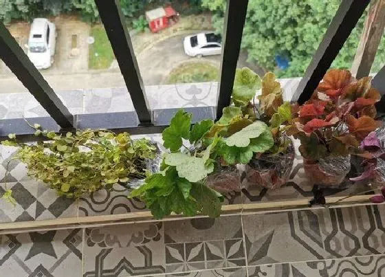 种植土壤|矾根配土方法与种植土壤