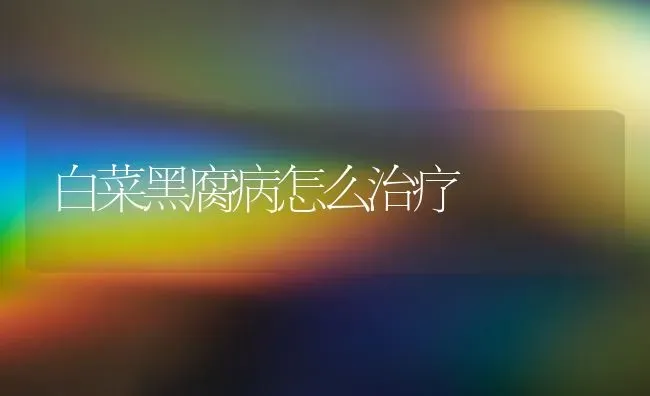 白菜黑腐病怎么治疗 | 蔬菜种植