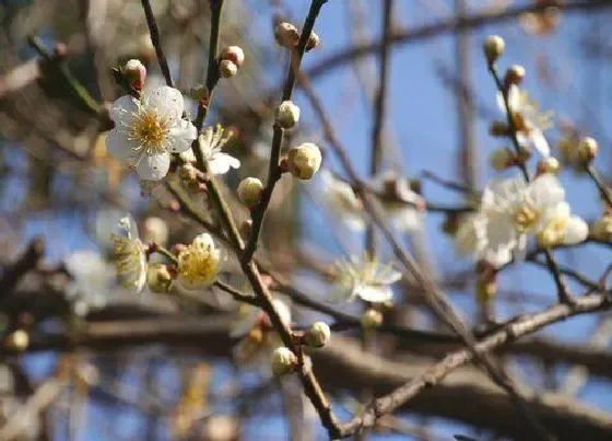 花期|梅花花期多长时间