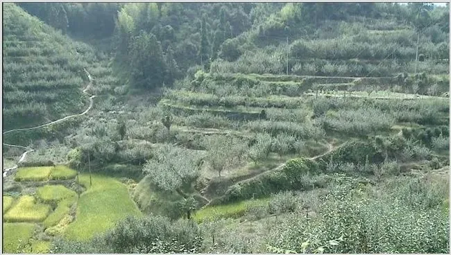 雪梨种植适宜地 | 种植资料