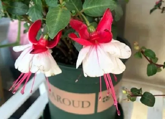 冬天植物|灯笼花耐寒多少度