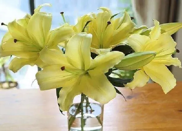 养殖方法|百合花怎么养殖方法