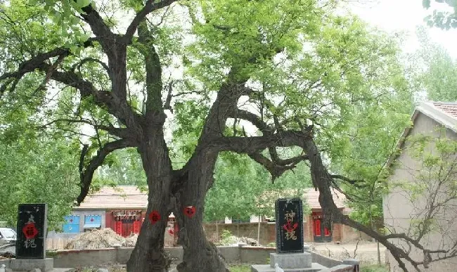 风水百科|坟墓后面种什么树最吉利（推荐坟地栽什么树风水好）