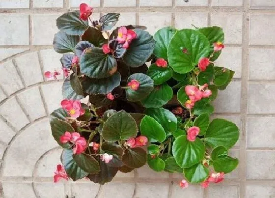 植物百科|玻璃翠又叫什么花