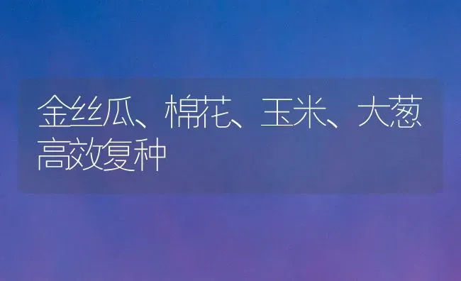 金丝瓜、棉花、玉米、大葱高效复种 | 粮油作物种植