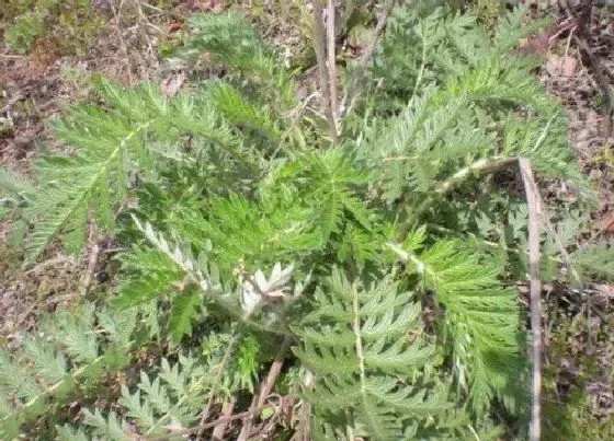 植物百科|中药翻白草又叫什么名字