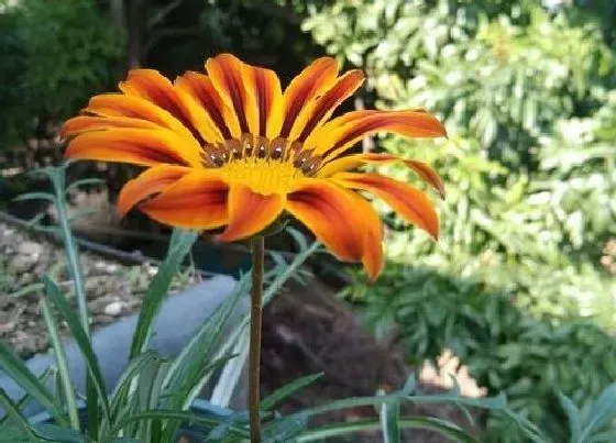 植物播种|金盏菊什么时候播种好