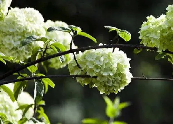 养殖方法|木本绣球花的养殖方法和注意事项有哪些