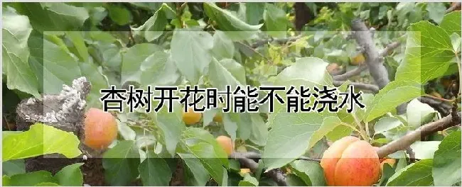 杏树开花时能不能浇水 | 耕种资料