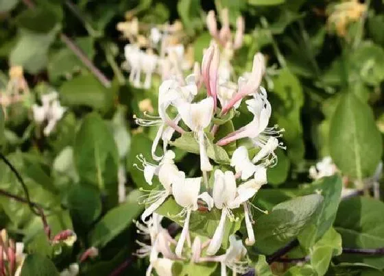 果实成熟|金银花采摘时间和收获季节