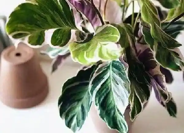 养殖方法|七彩竹芋的养殖方法和注意事项有哪些