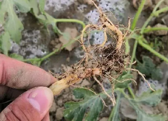 根部|西瓜的根是什么样子的