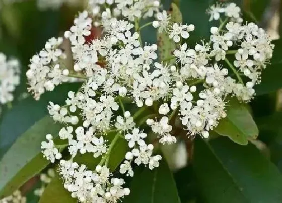 开花时间|石楠花什么时候开花 开放时间月份