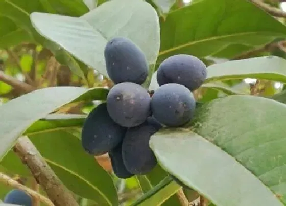 果实科普|桂花果实类型