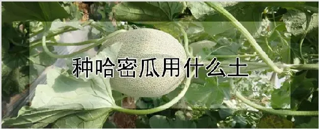 种哈密瓜用什么土 | 耕种资料