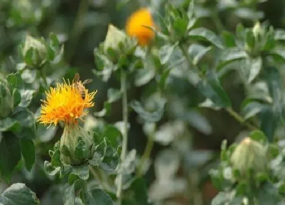 种植方法|红花种植时间和方法