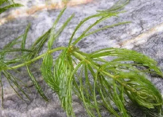 植物百科|金鱼藻生长在什么地方