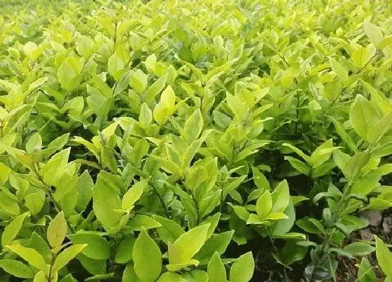 植物种类|女贞是双子叶植物吗