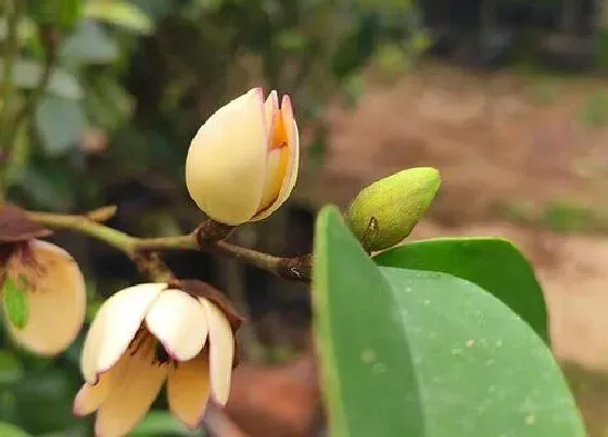 开花时间|含笑一年开几次花 花期多长时间