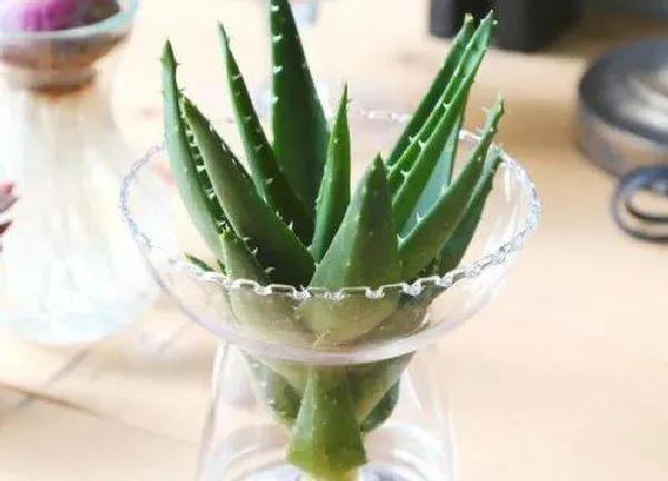 养殖方法|水培芦荟怎么养护