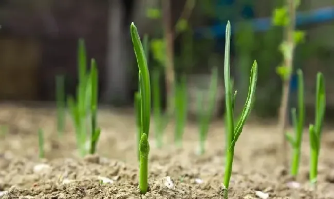 种植管理|洋葱什么时候播种最好，洋葱如何种植才能高产）