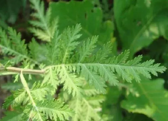 植物种类|茵陈和青蒿是一种植物吗