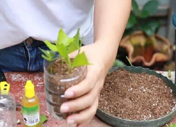 植物扦插|非洲茉莉的扦插方法和注意事项 非洲茉莉怎么扦插才能生根