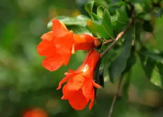 开花时间|石榴花一年开几次花 花期多长时间
