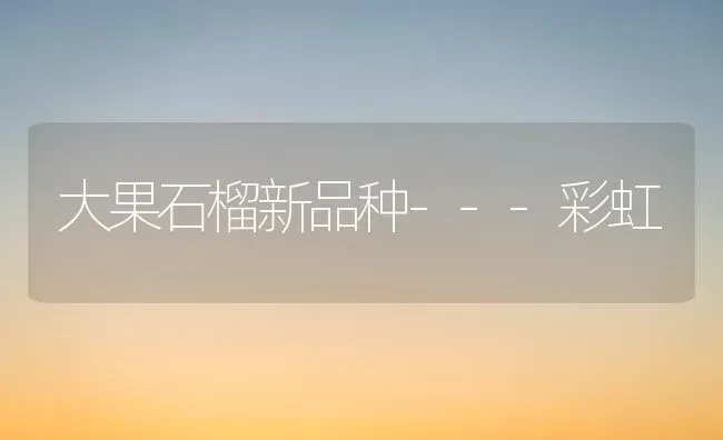 大果石榴新品种---彩虹 | 瓜果种植