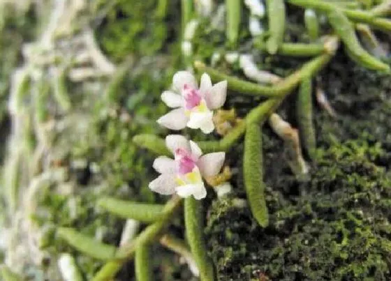 植物种类|蜈蚣兰是裸子植物吗
