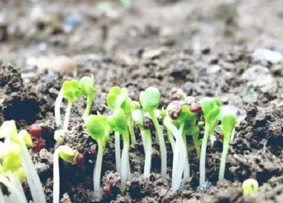 植物育苗|胡萝卜几天出苗 怎么种出苗快