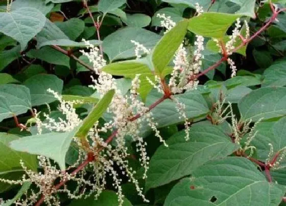 植物百科|虎杖开花吗 开花什么样子