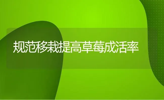 规范移栽提高草莓成活率 | 瓜果种植