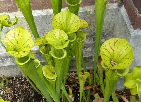 植物百科|猪笼草是什么植物 属于什么科植物