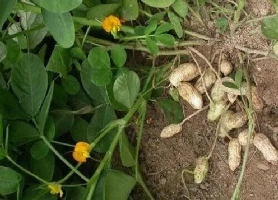 植物百科|花生开花吗 在什么时候开花结果