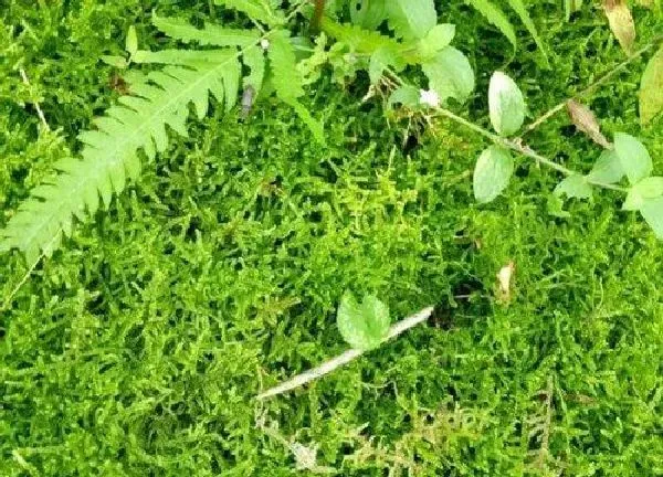 养殖方法|绿苔怎么养才能更旺盛