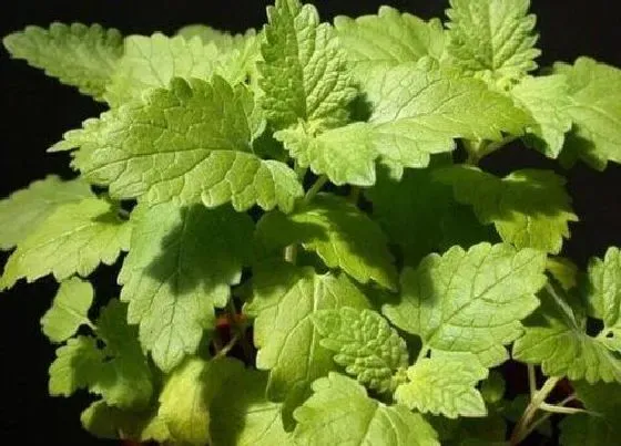 植物百科|和荆芥很像的草