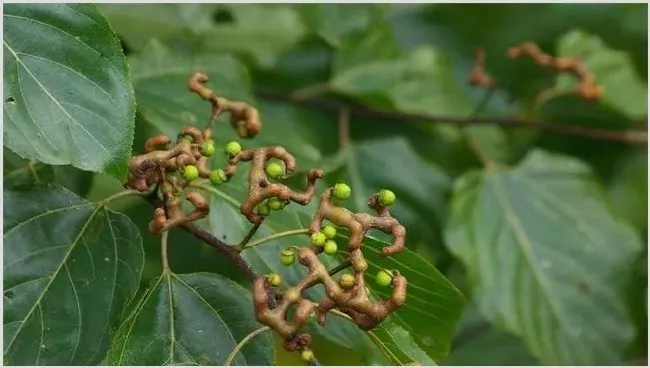 拐枣田间管理技术技巧 | 种植资料