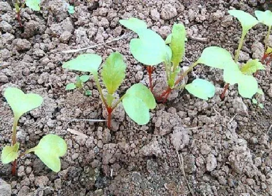 种植方法|萝卜种子种植时间和方法